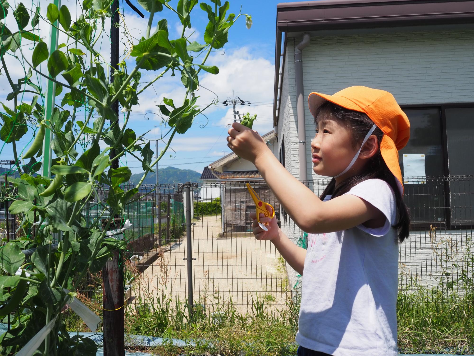 栽培物を収穫する子ども