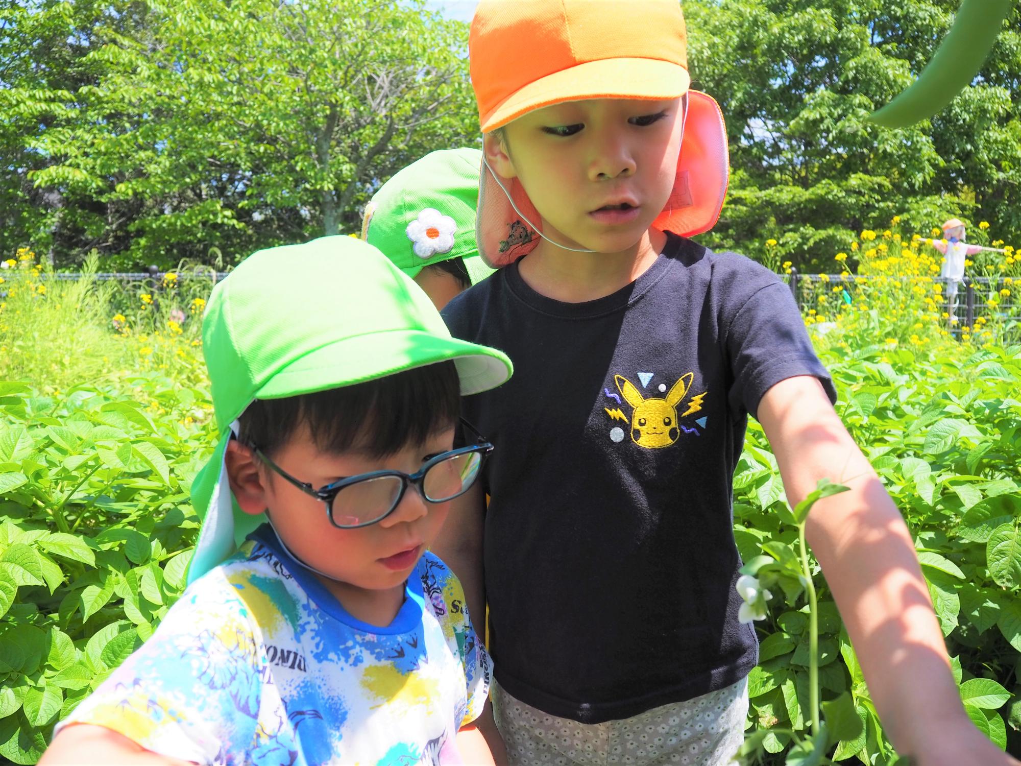 栽培物を収穫する子ども