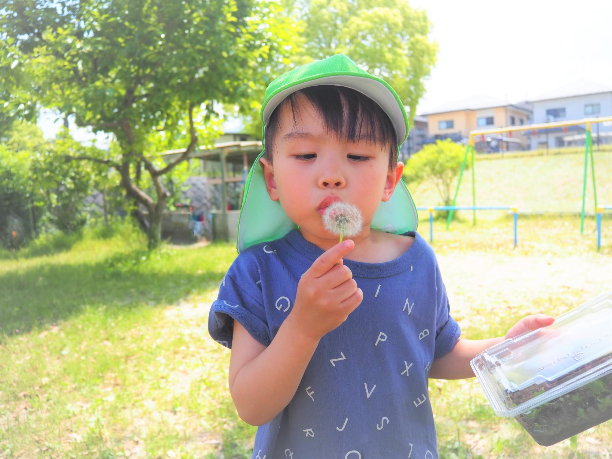 たんぽぽの綿毛を飛ばす子ども