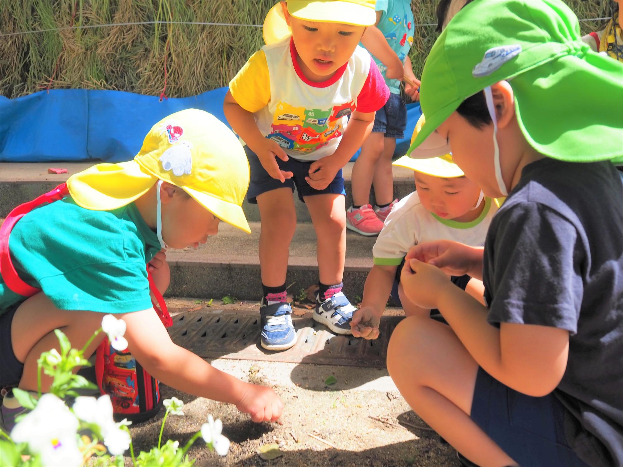 ミミズを土から見つけ出している子ども