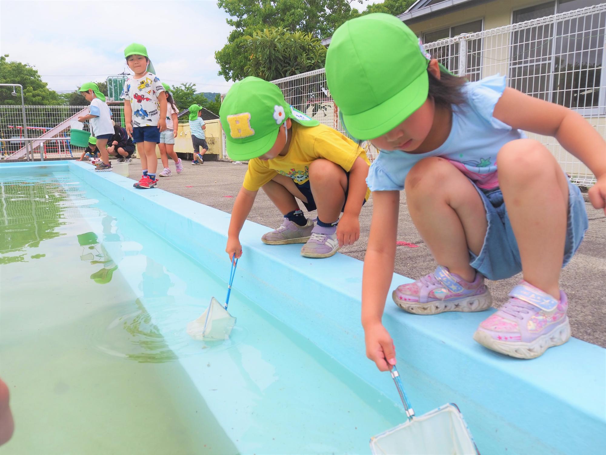 オタマジャクシを取っている子ども