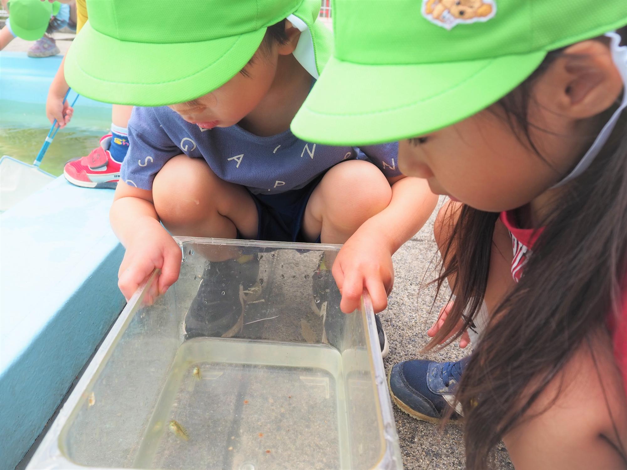 オタマジャクシを取っている子ども