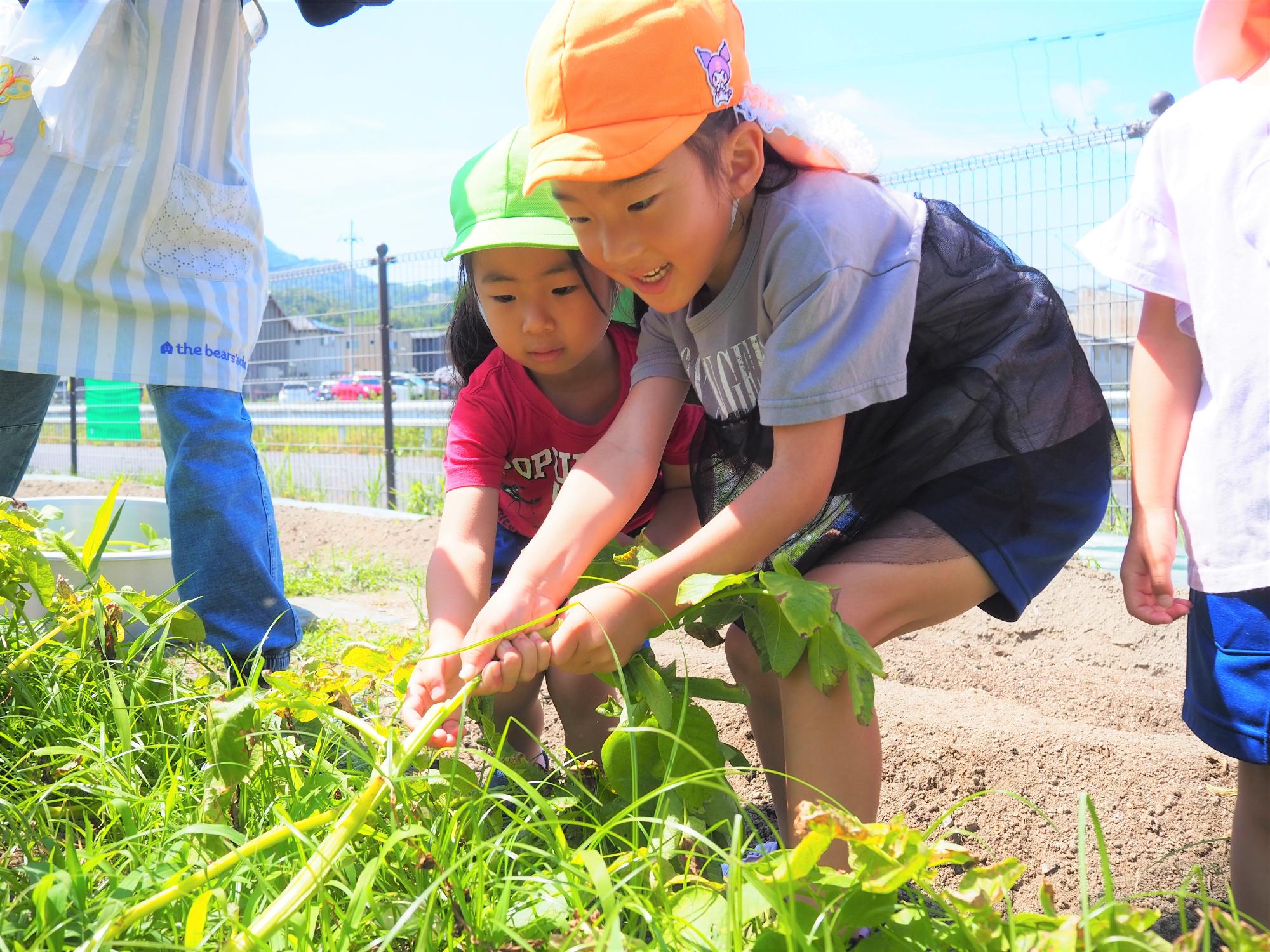 ジャガイモを抜こうとする子ども