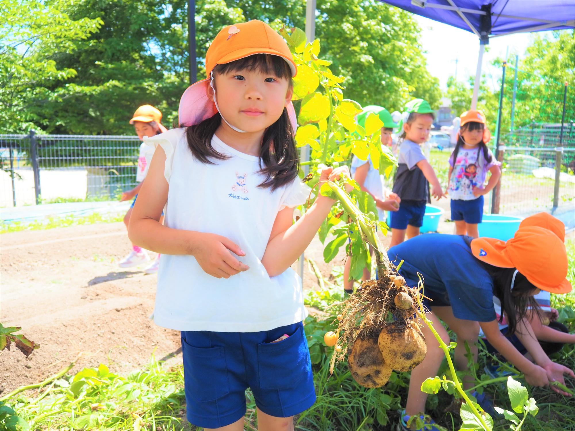 ジャガイモを収穫する子ども