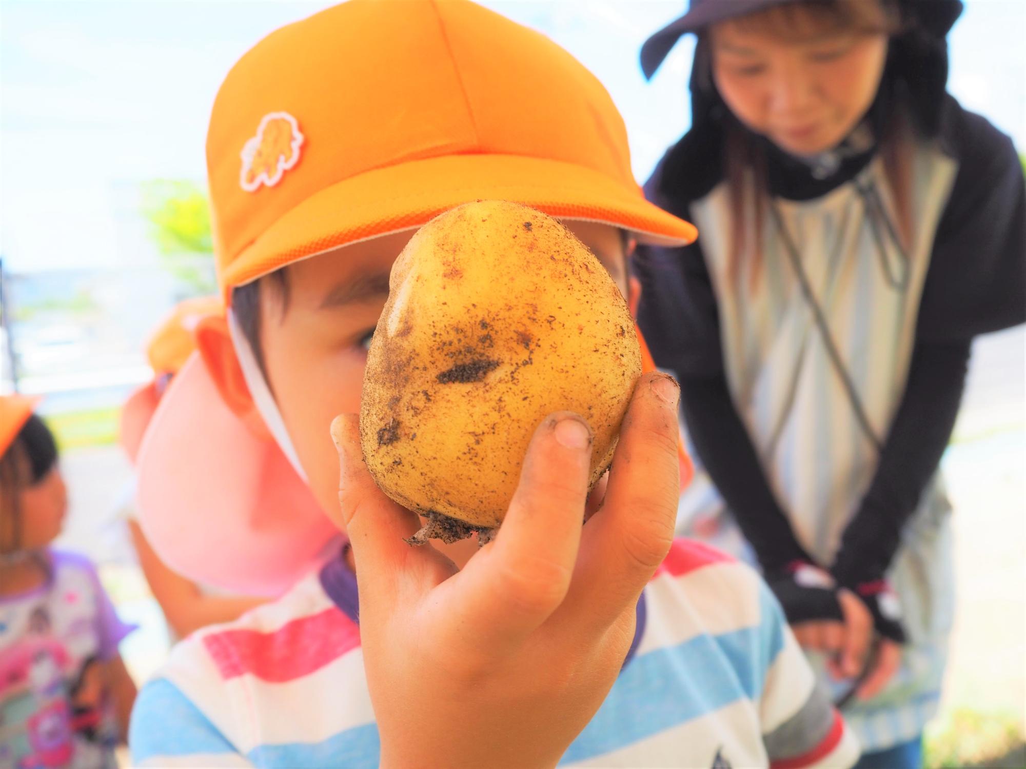 ジャガイモを収穫する子ども