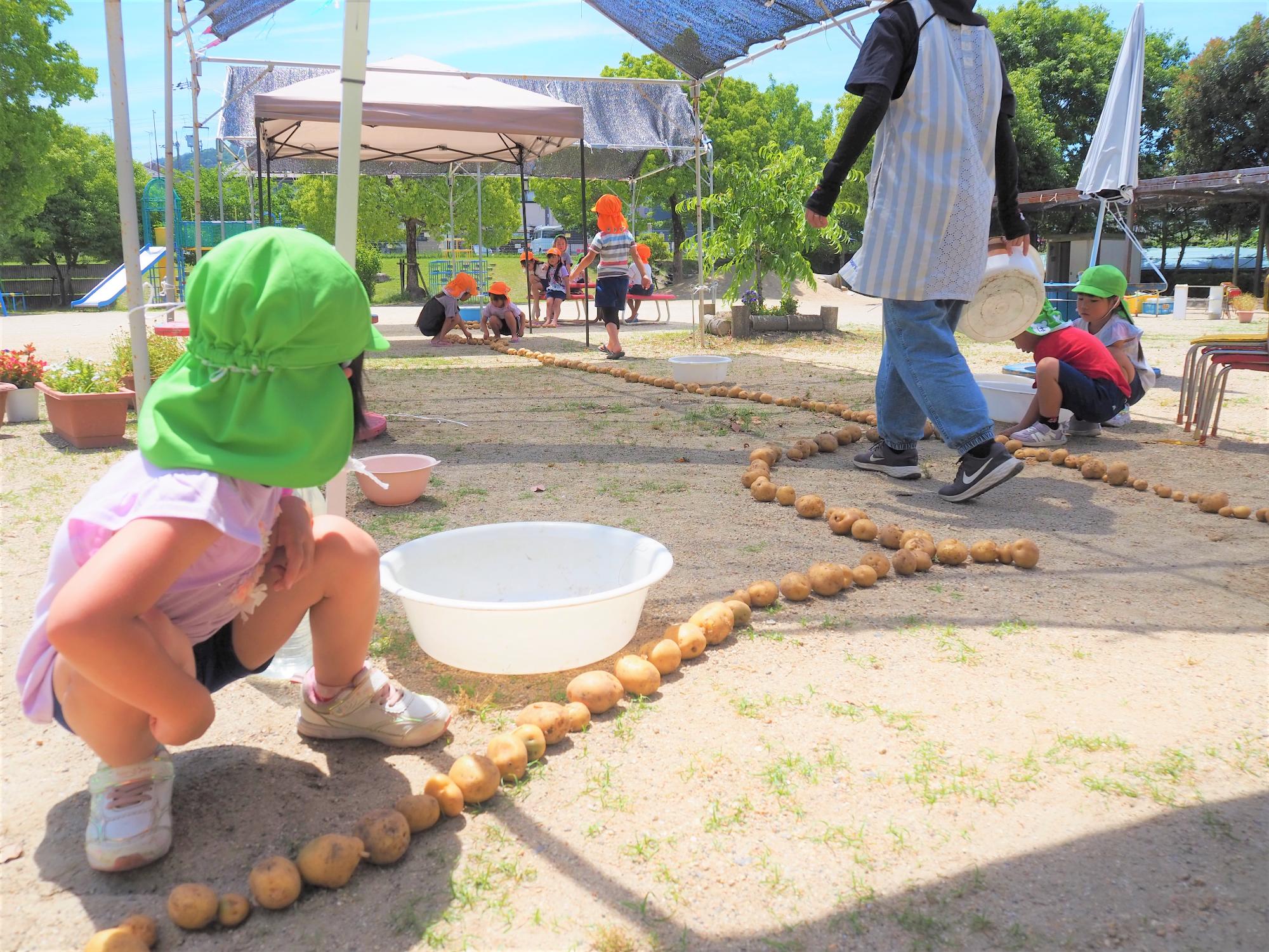 ジャガイモを収穫する子ども