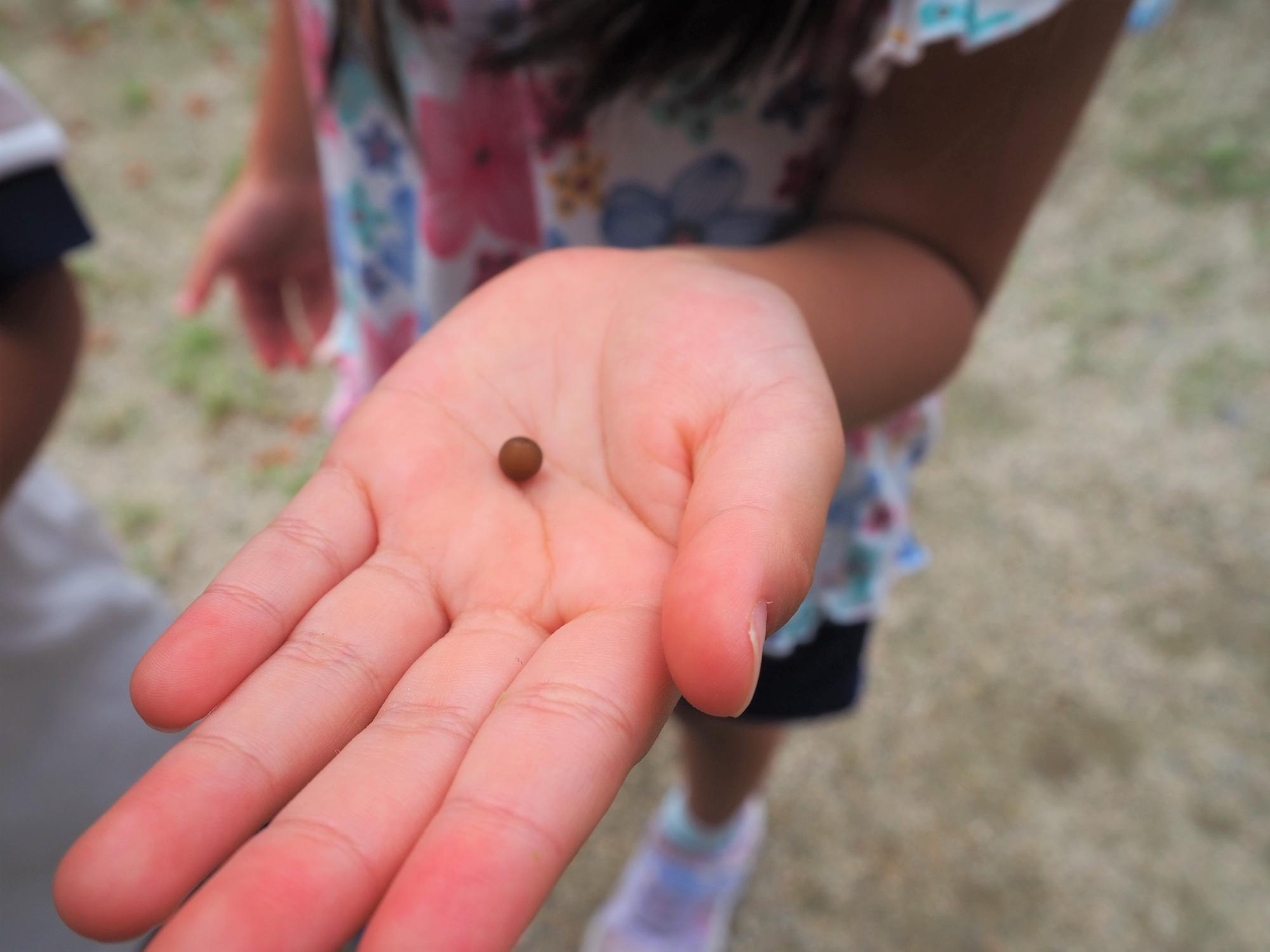 栽培物を収穫する子ども