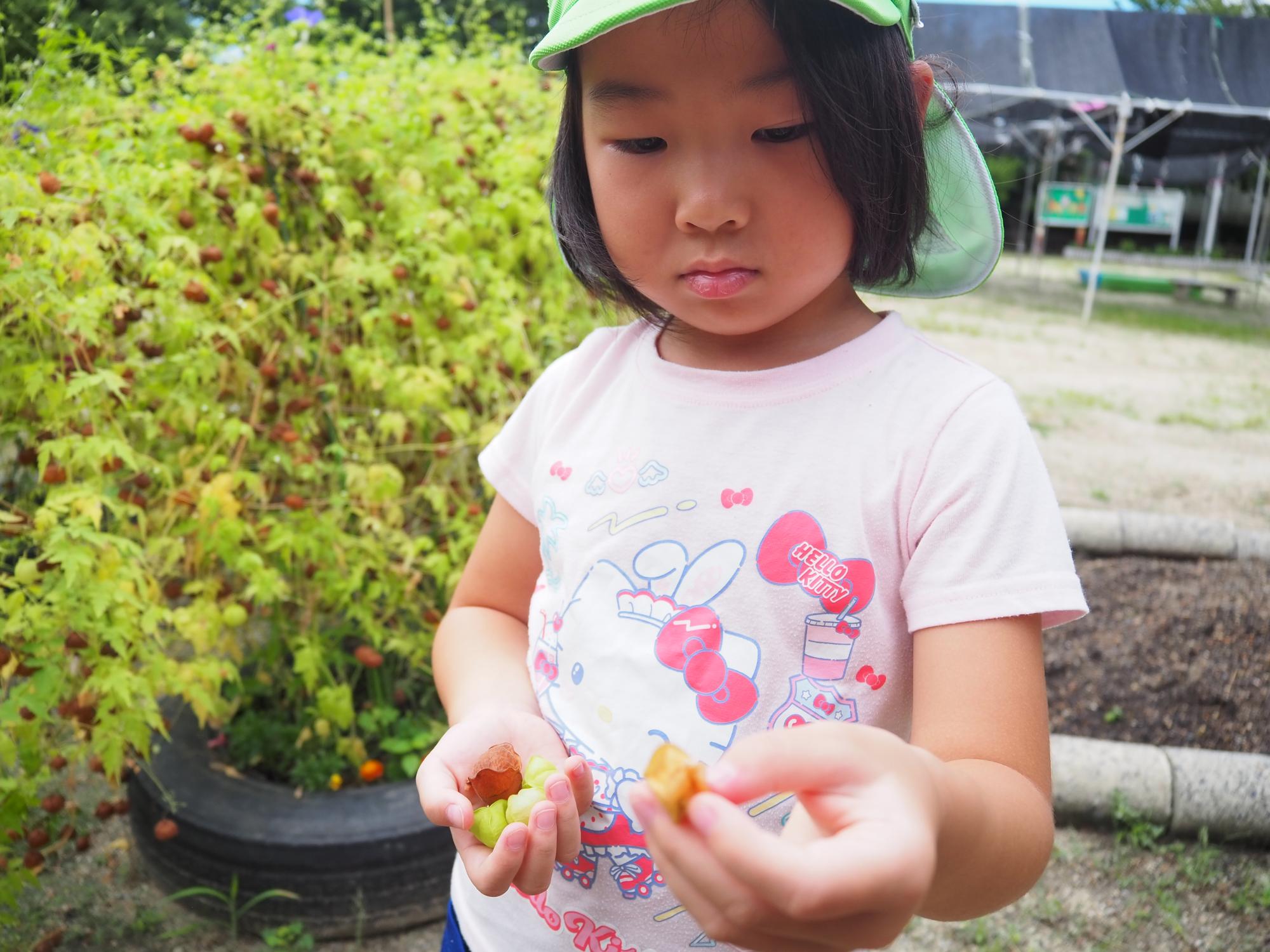 栽培物を収穫する子ども