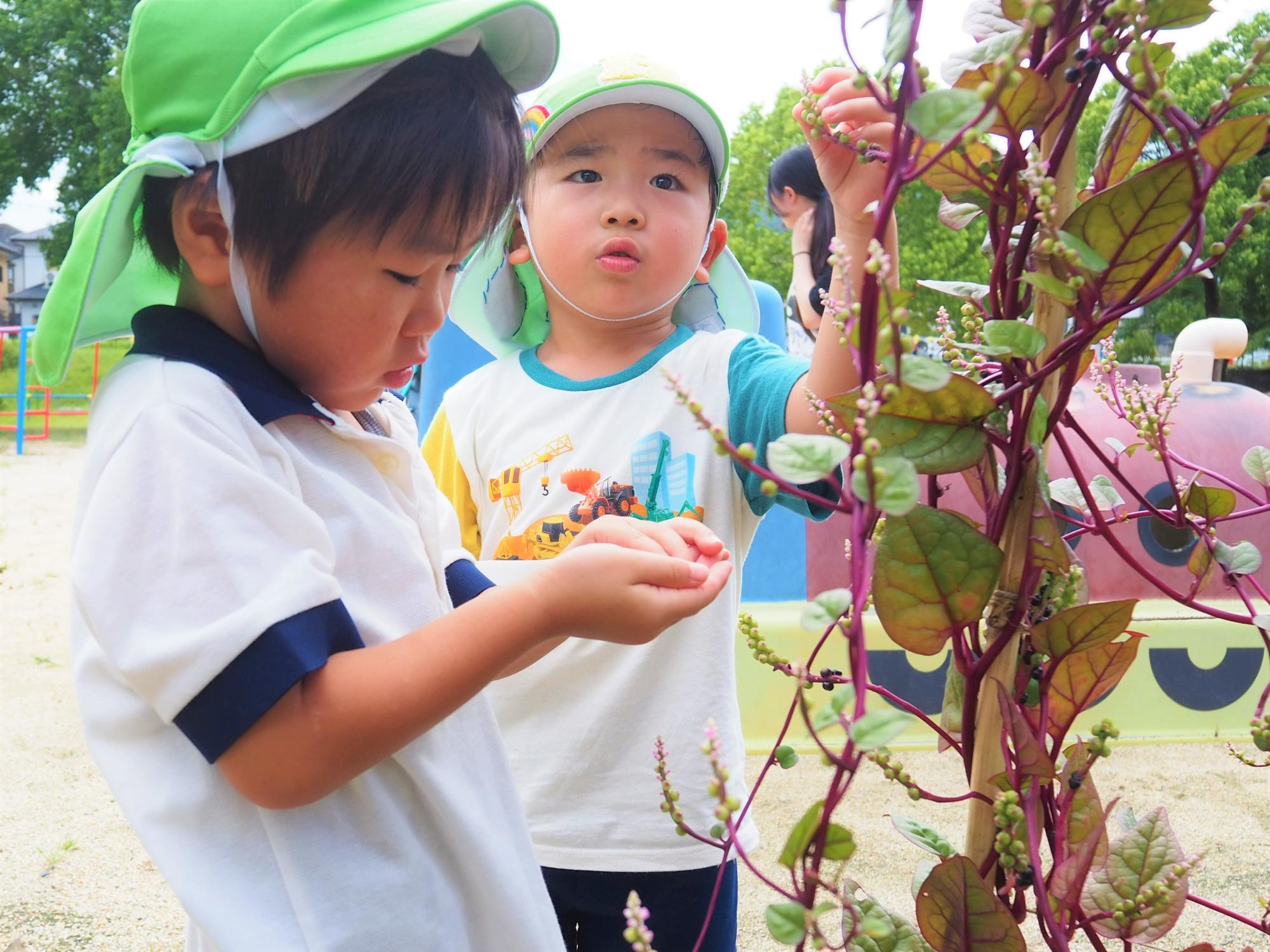 栽培物を収穫する子ども