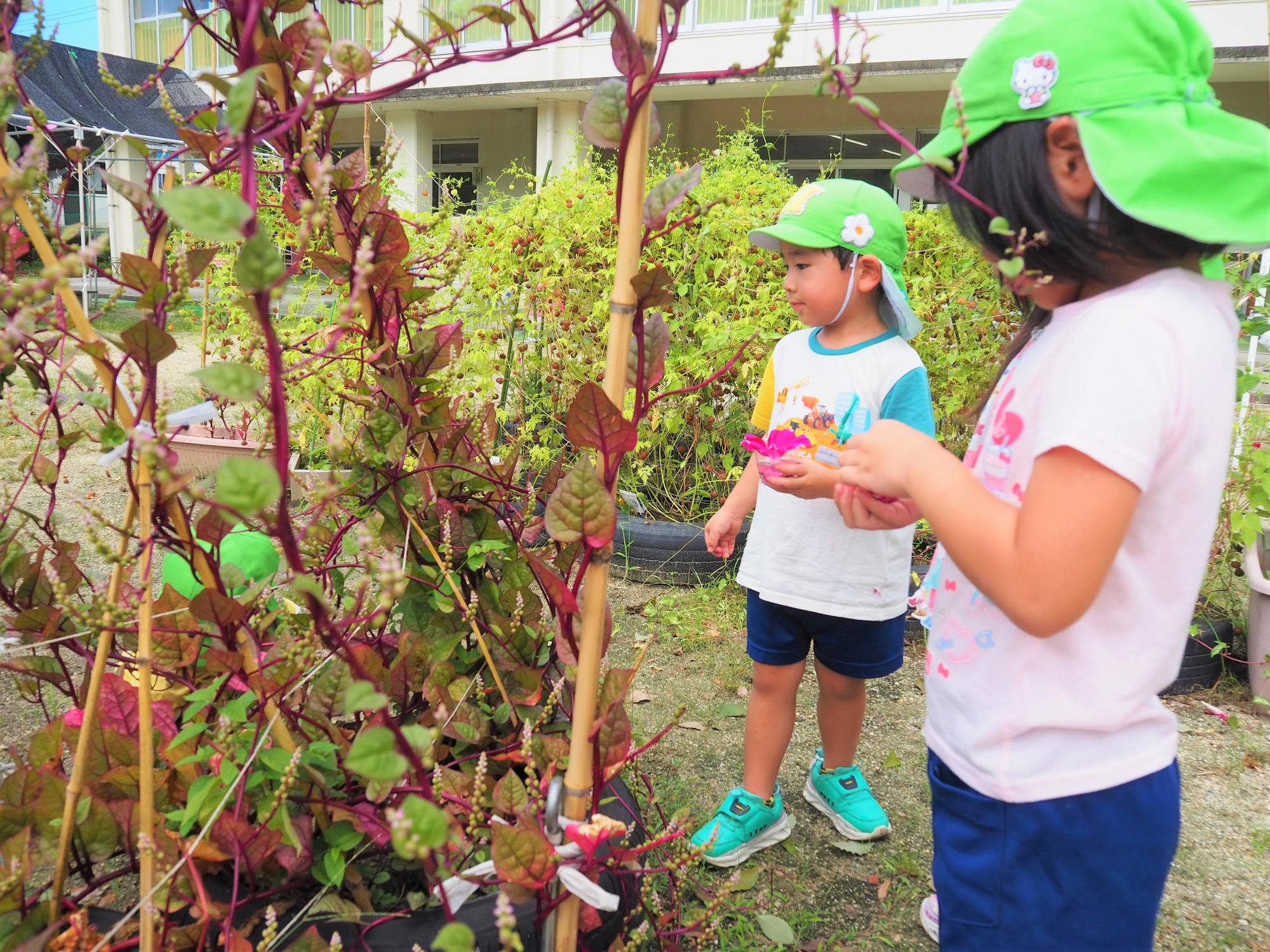 栽培物を収穫する子ども