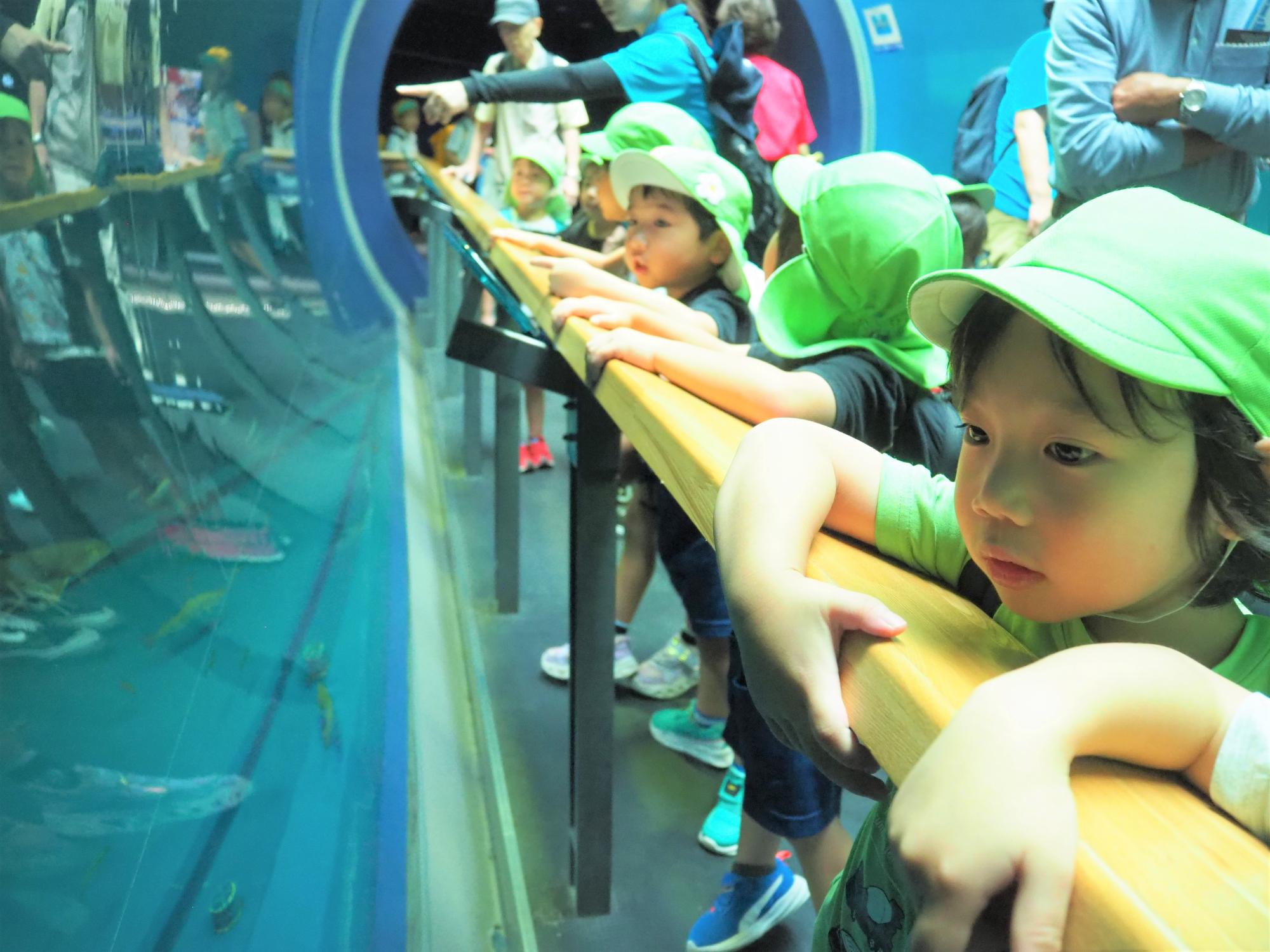琵琶湖博物館のトンネル状の水槽で魚を見ている子供たち