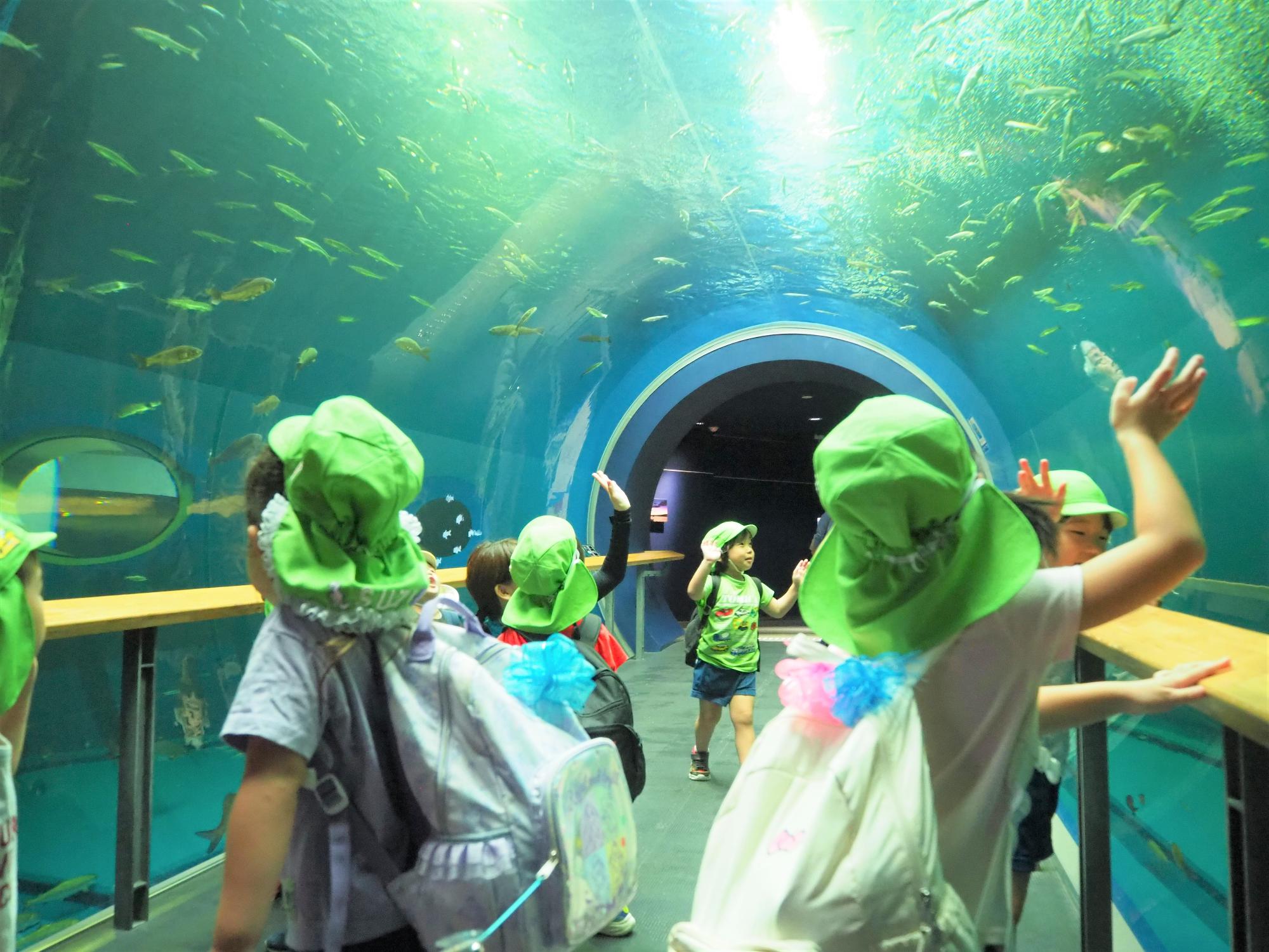 琵琶湖博物館で魚を見ている子供（トンネル）