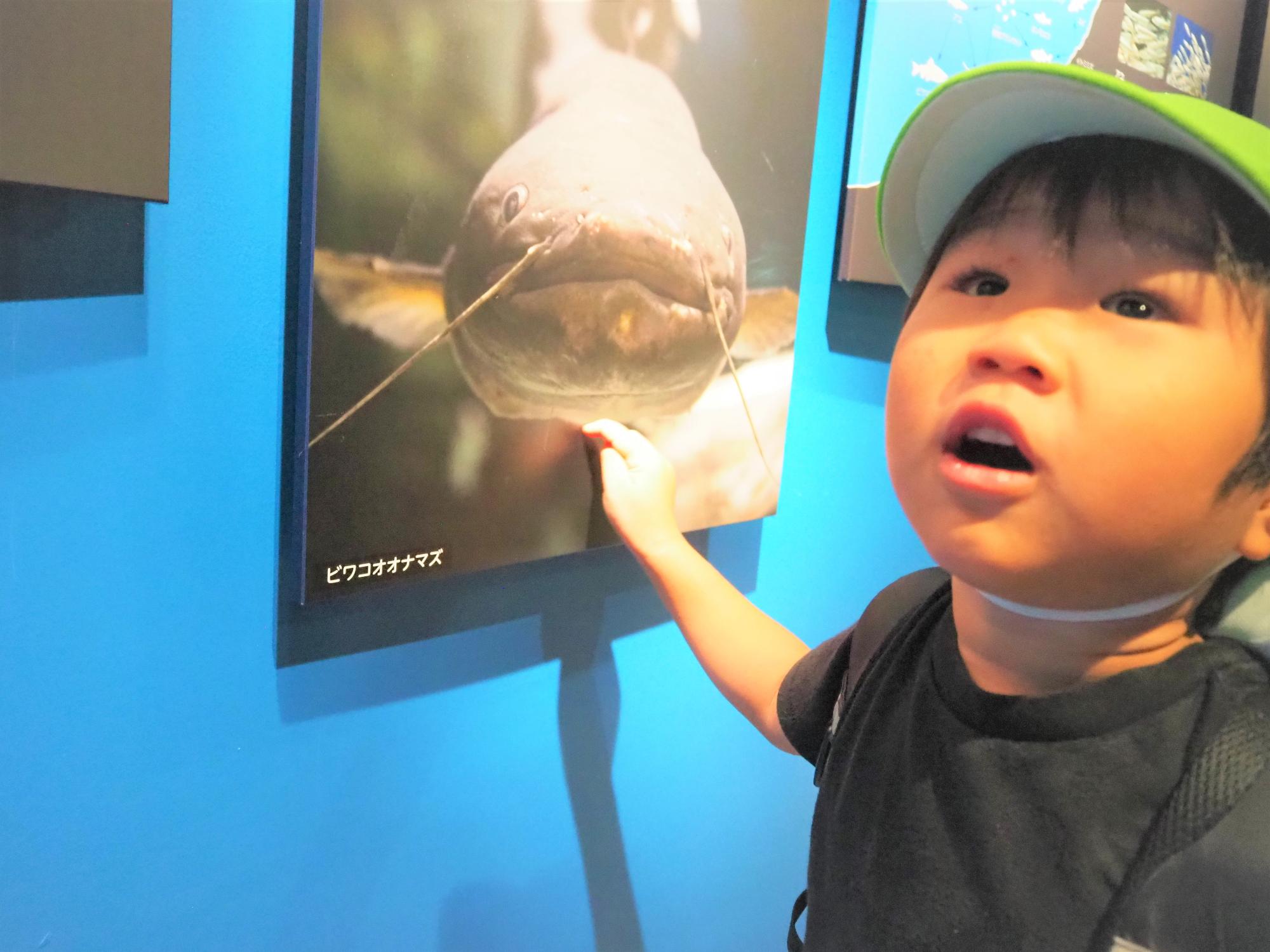 琵琶湖大鯰の写真を見て驚いている4歳児