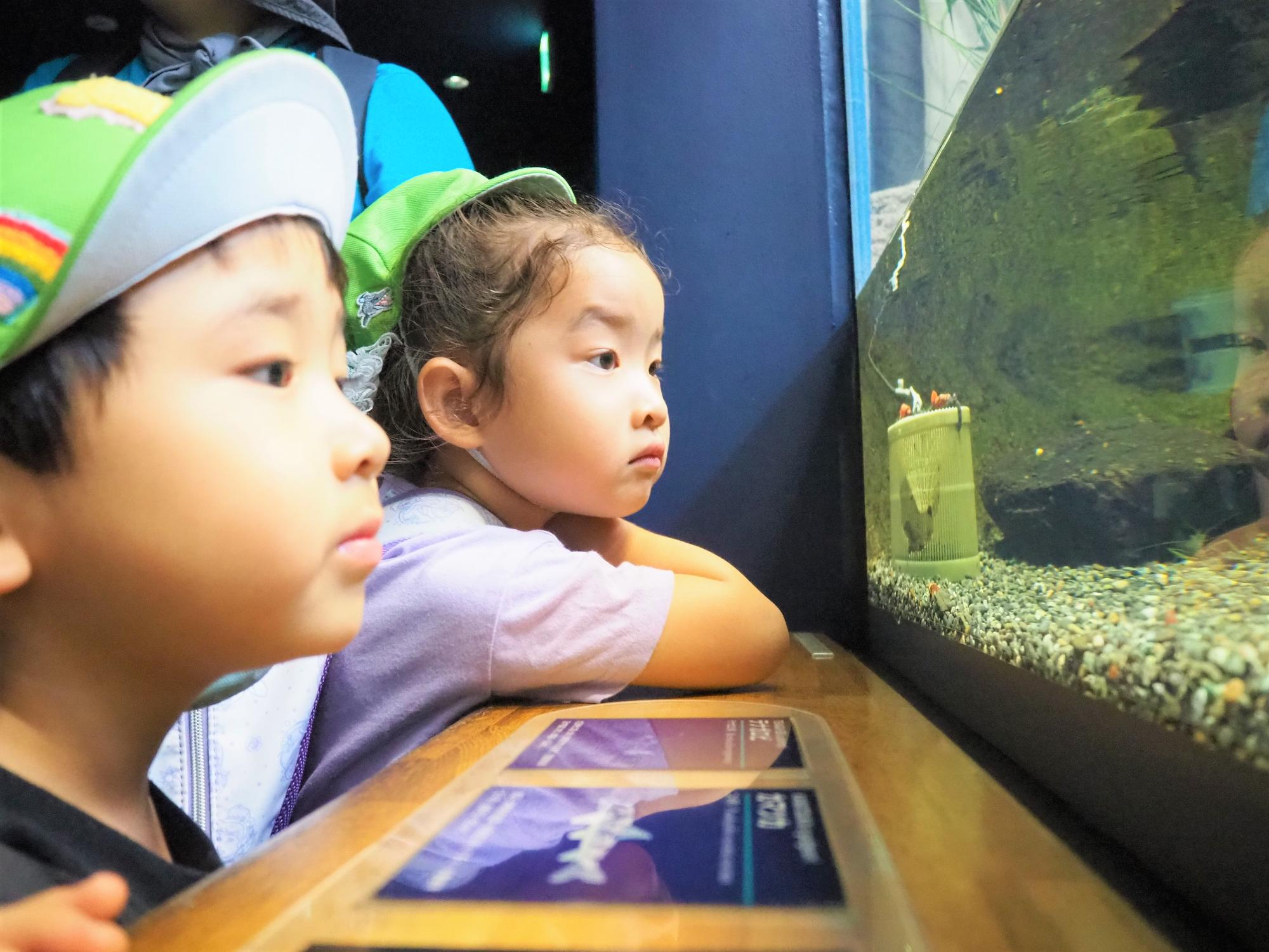 琵琶湖博物館で魚を見る4歳児