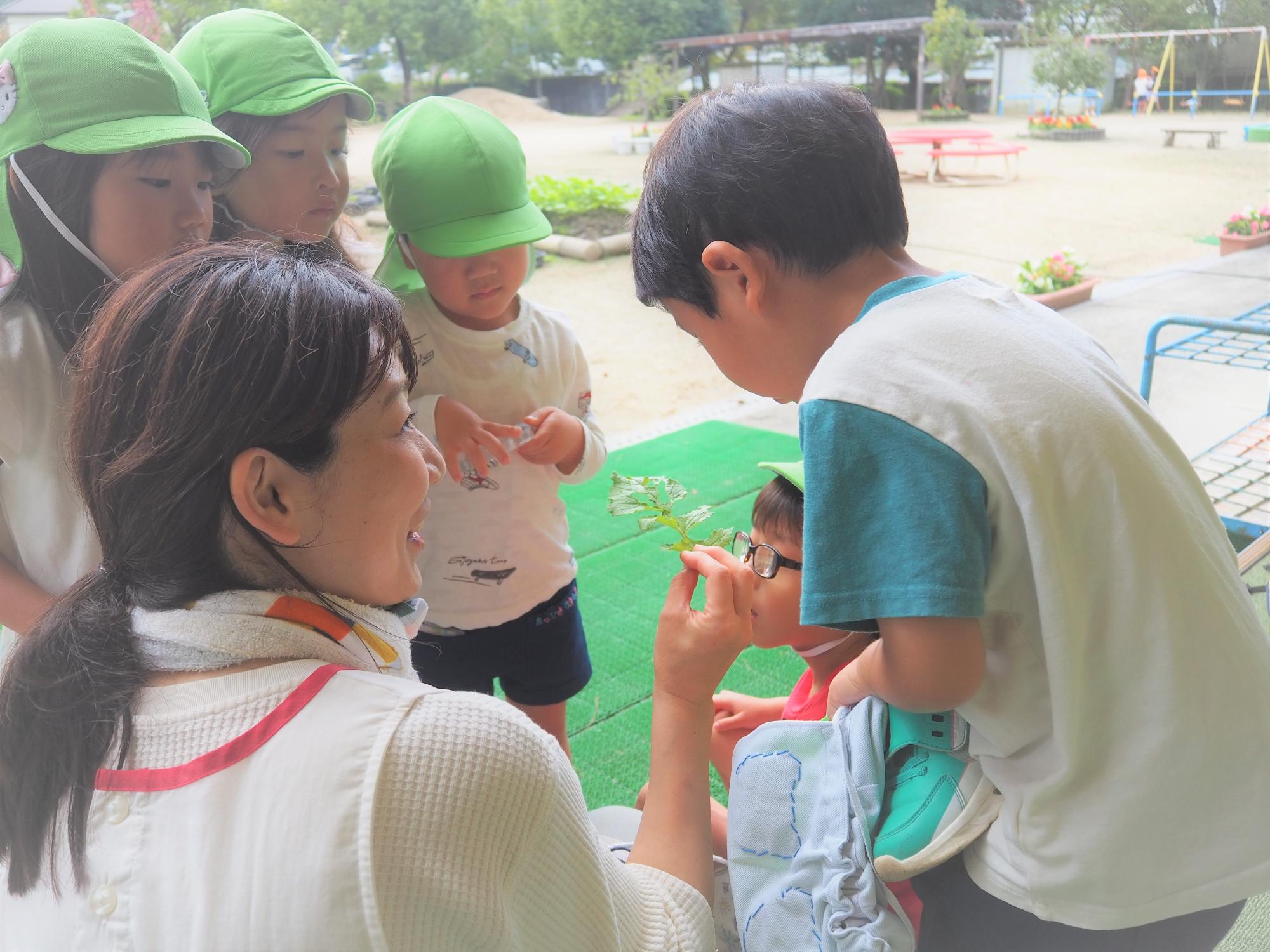 大根の葉っぱから青虫を探し出す子供
