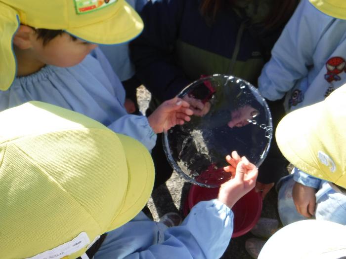 とても寒い朝に氷ができたよ！