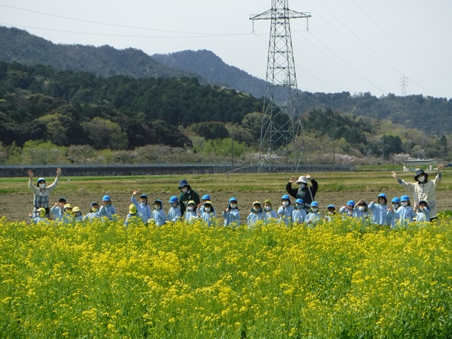 菜の花摘みを楽しむ子どもたち