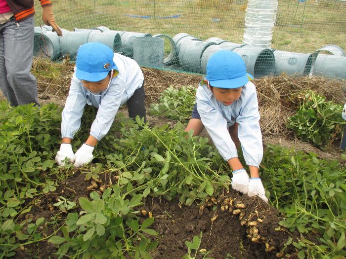 両手で力いっぱいピーナッツを抜く5歳児