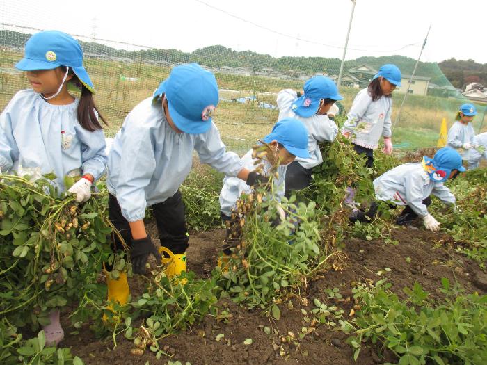 収穫したピーナッツを運ぶ5歳児