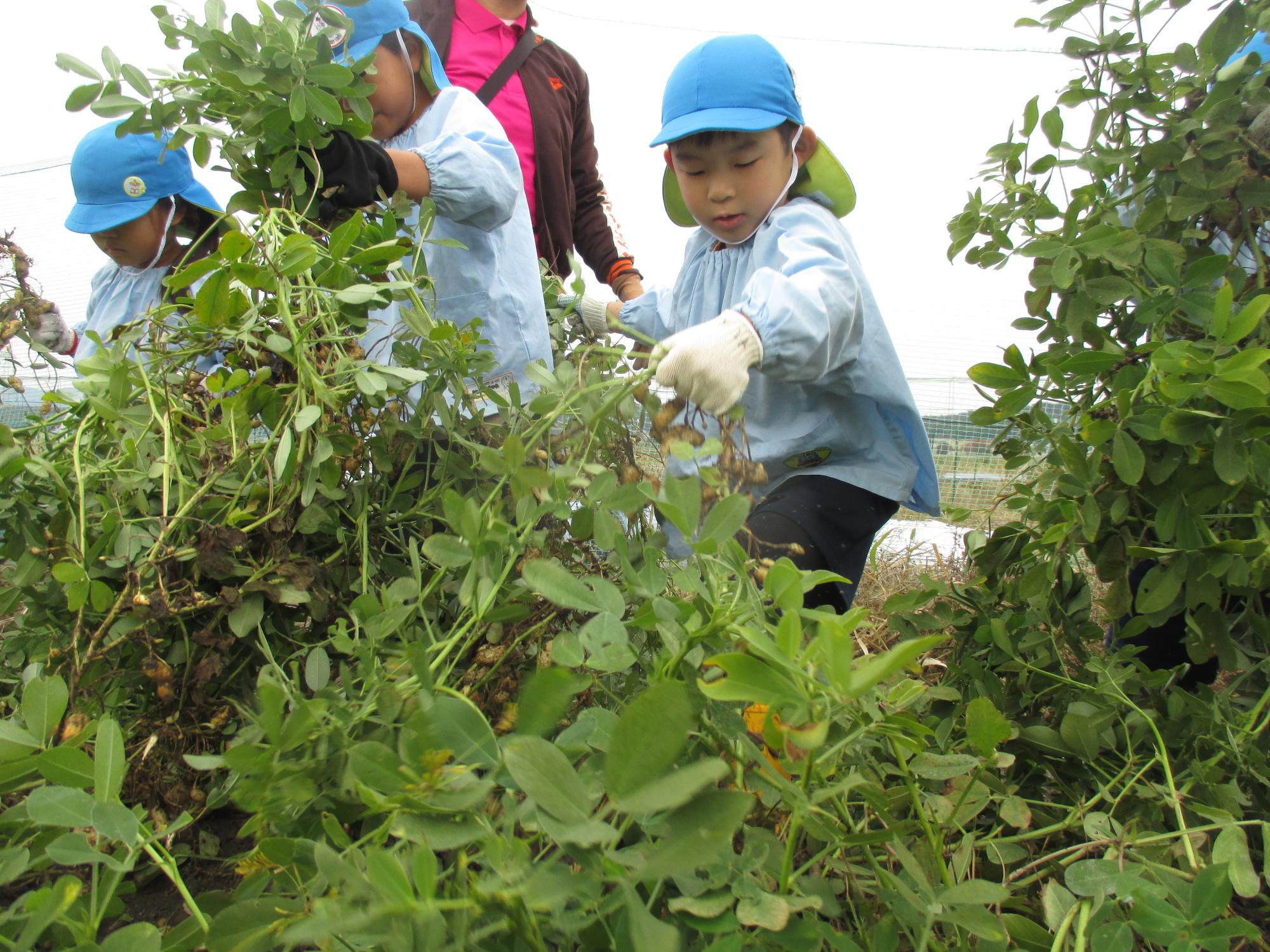 ピーナッツを収穫する5歳児