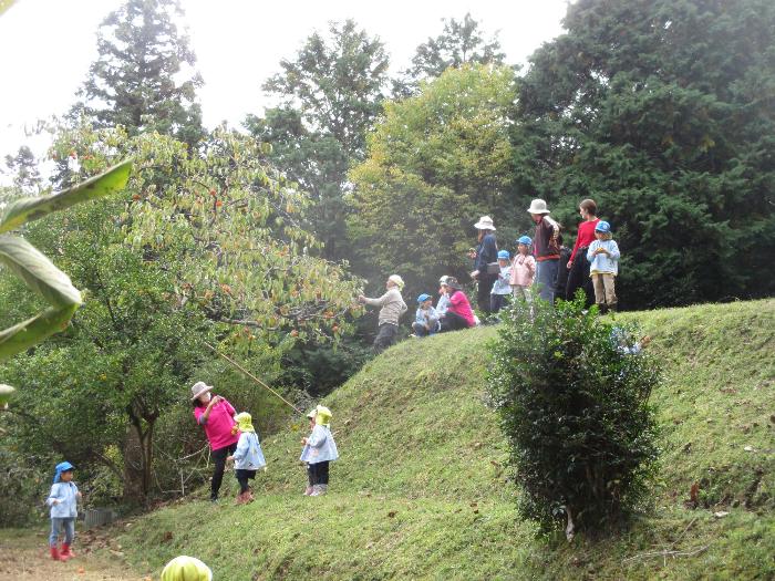 里山幼稚園の風景　棚田の土手にある柿の実をどうやってとろうか考えている様子