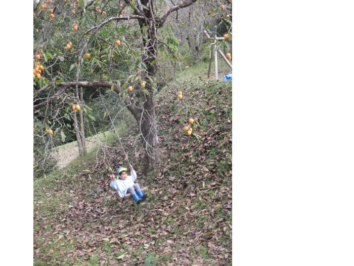 柿の木のブランコ