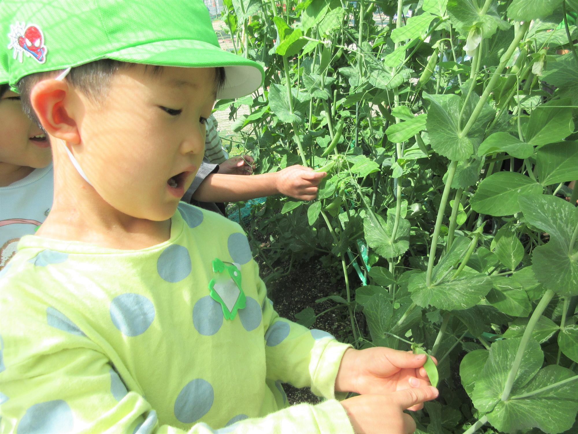 5歳児がスナップエンドウを収穫する様子