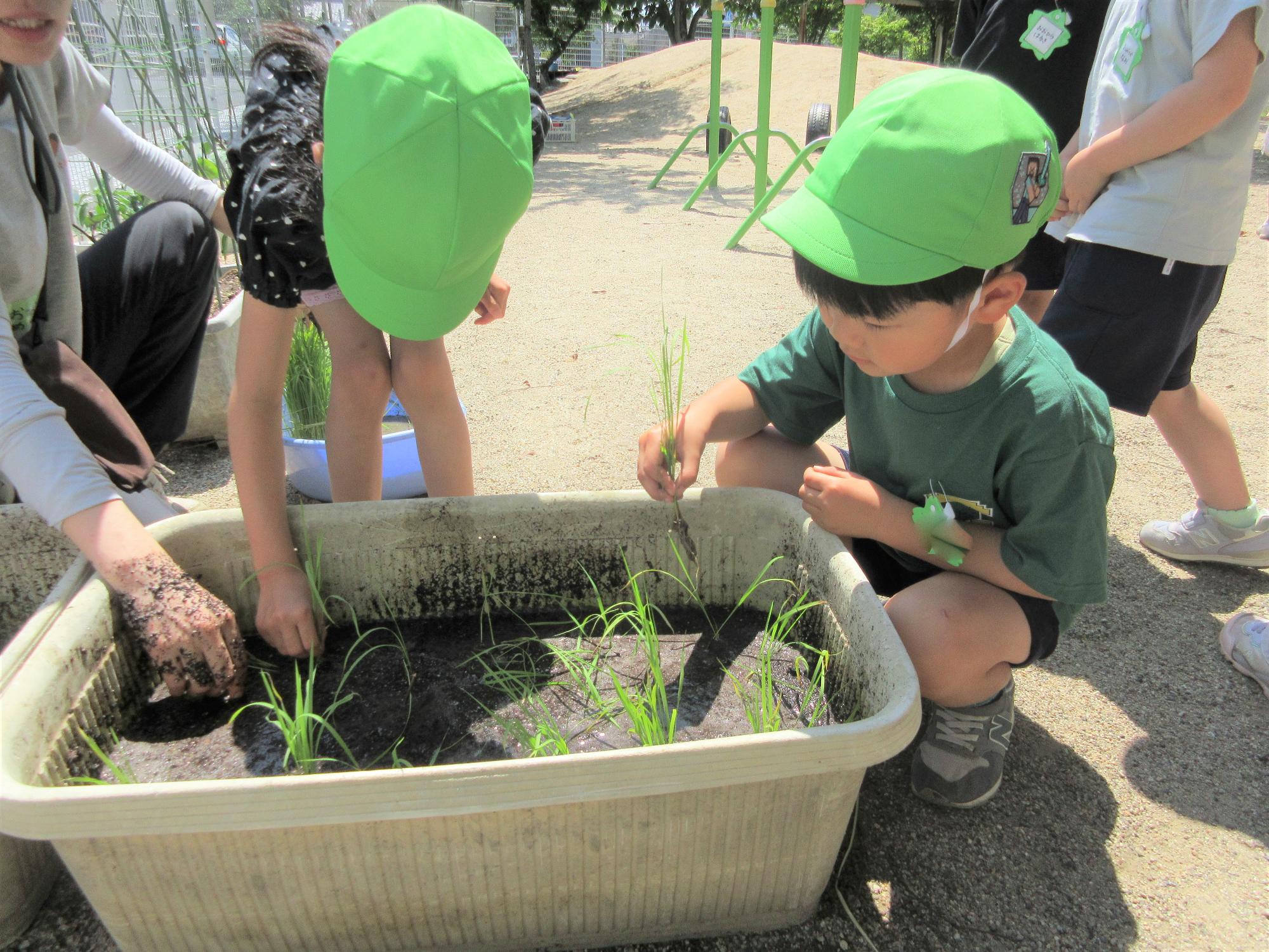 5歳児がお米の苗を植える様子