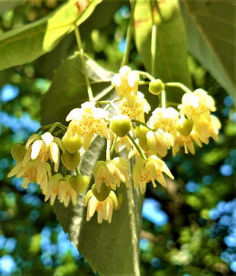 菩提樹の花　イメージ