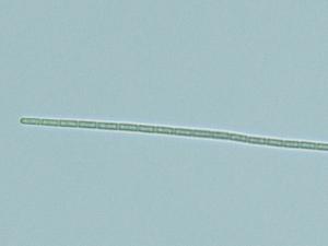 フォルミディウム