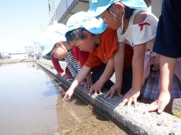生き物を探す子どもたちの様子