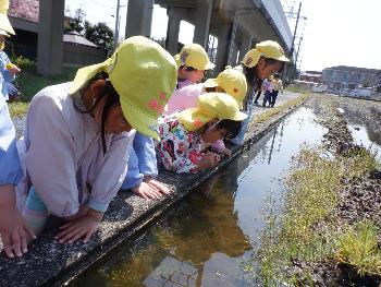 生き物いるかな