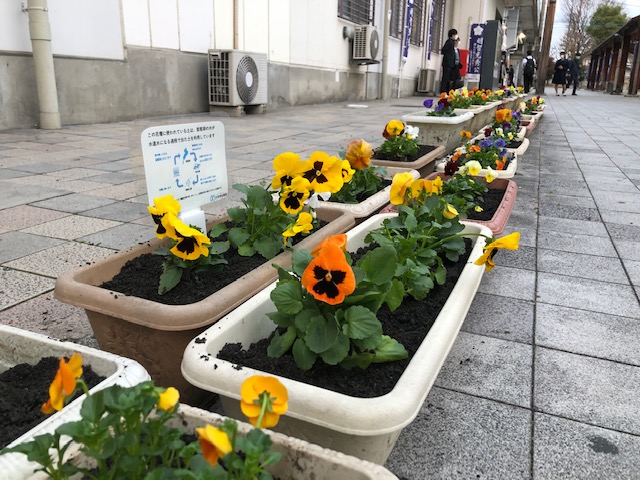 JR比叡山坂本駅前の花壇