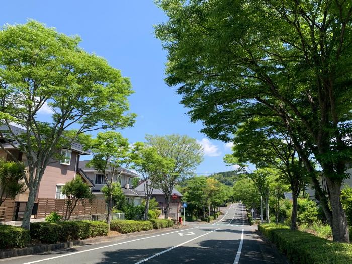街路樹（ケヤキ）