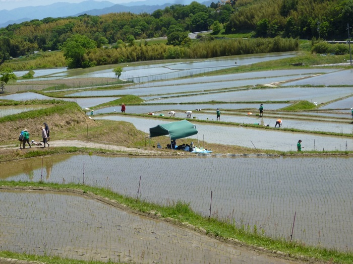 田植え風景