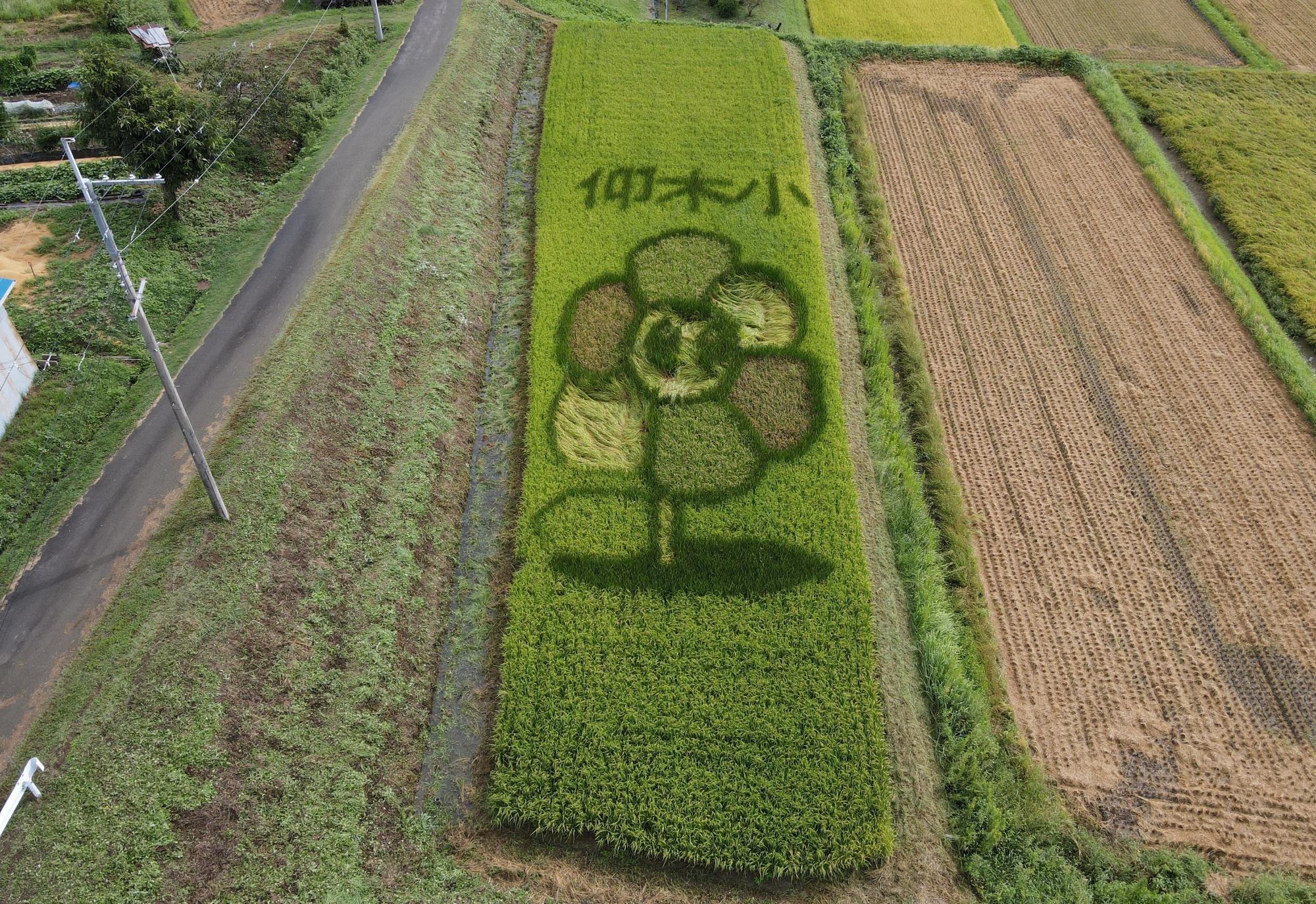 田んぼアート