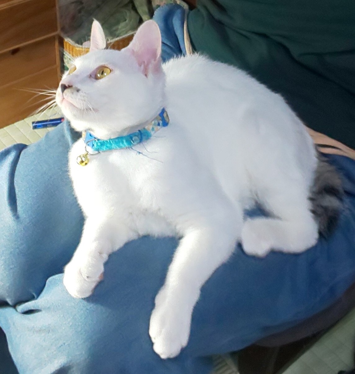 ゆきまるちゃんの写真