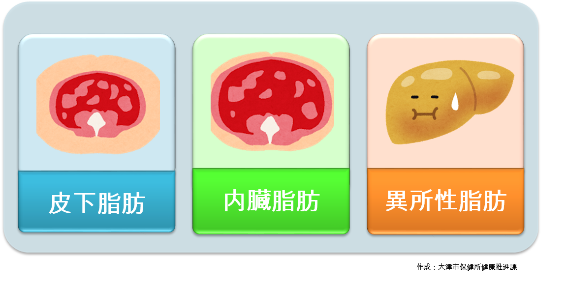 脂肪の貯まるところ