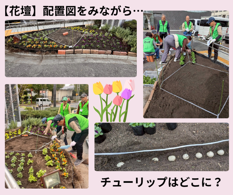 チャオ環境部会　秋の花壇植栽の様子