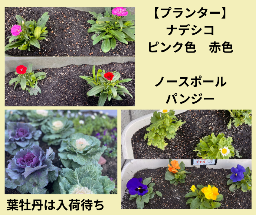 チャオ環境部会　秋の花壇植栽　花壇の中の様子