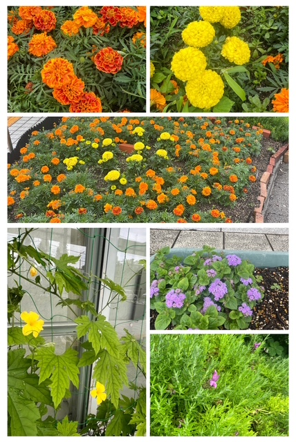 チャオ環境部会　生涯学習センターの植栽