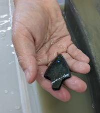 完成した石器を手のひらに乗せている様子